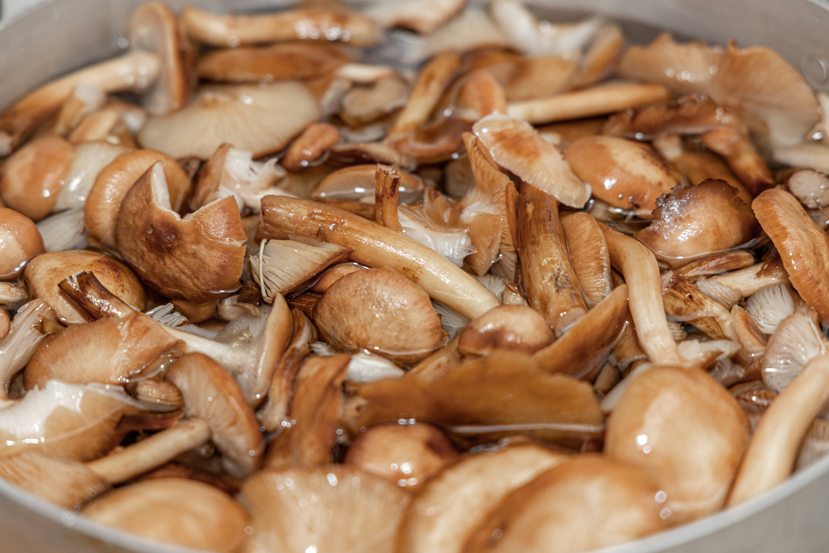 松茸和杏鲍菇的口感一样吗