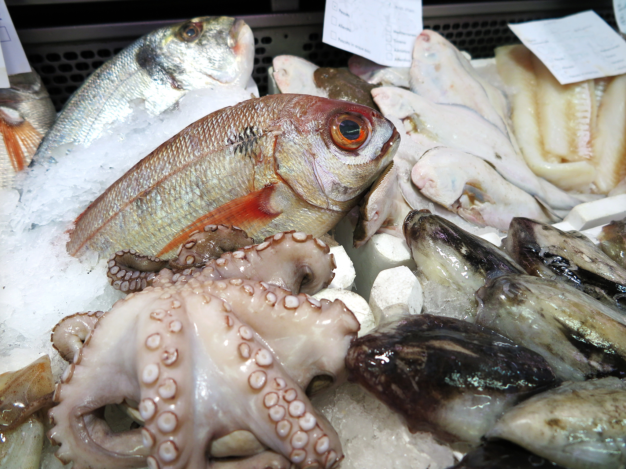 常吃的十大名贵海鱼？