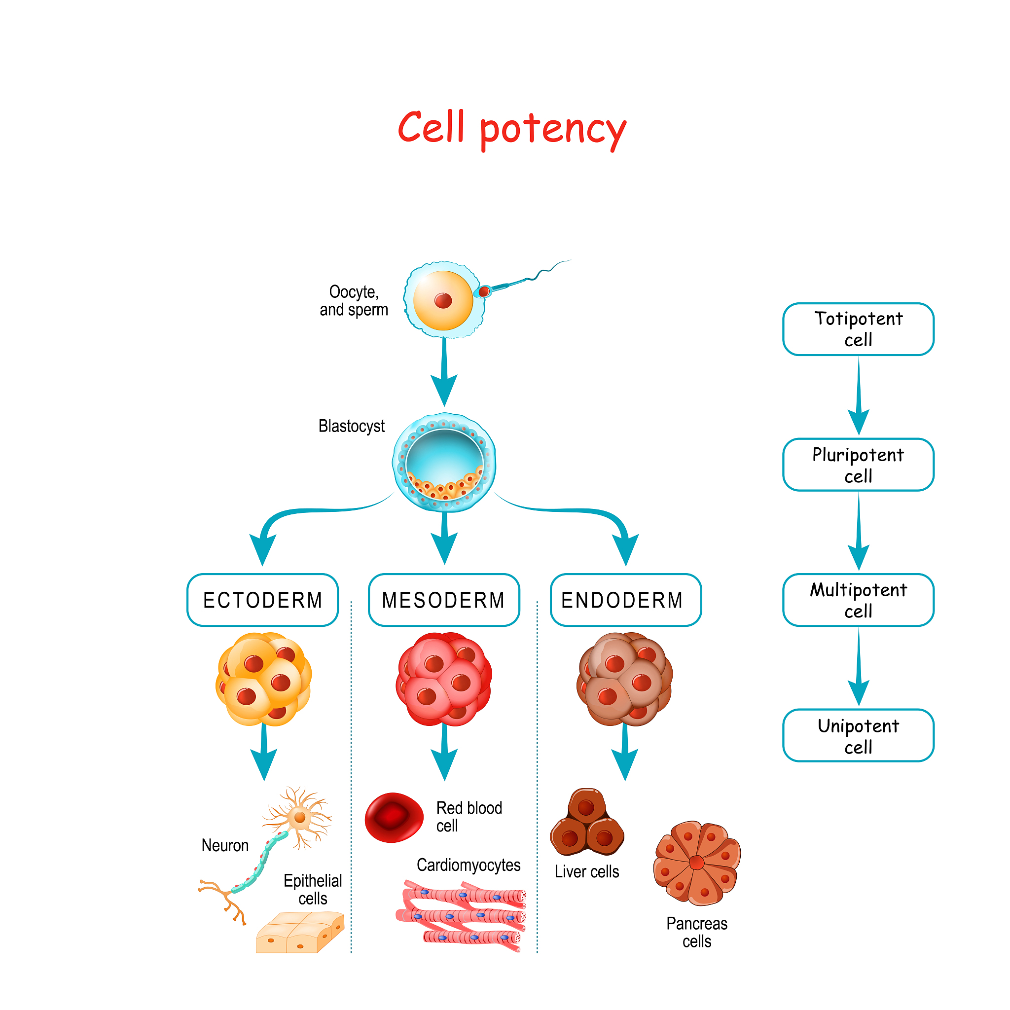 EGFR-ERK1/2信号通路激活抑制替加环素诱导的肝癌线粒体呼吸缺陷