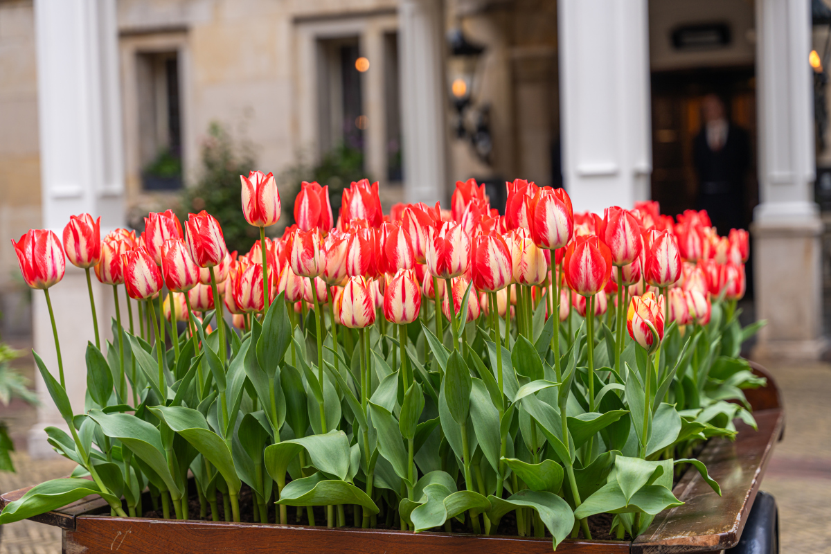 郁金香种植指南：从选择土壤到过冬，助您轻松养护美丽花卉