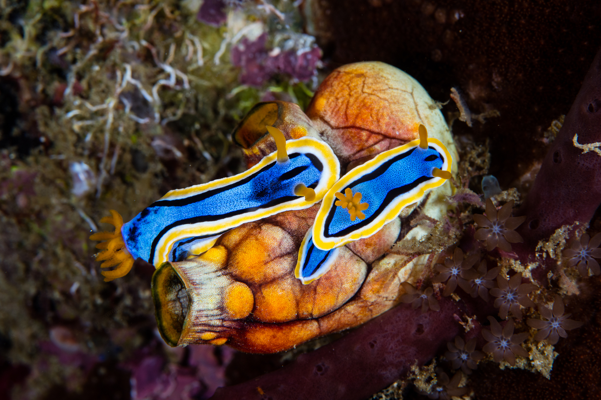 colorful nudibranchs and tunicate in raja ampat