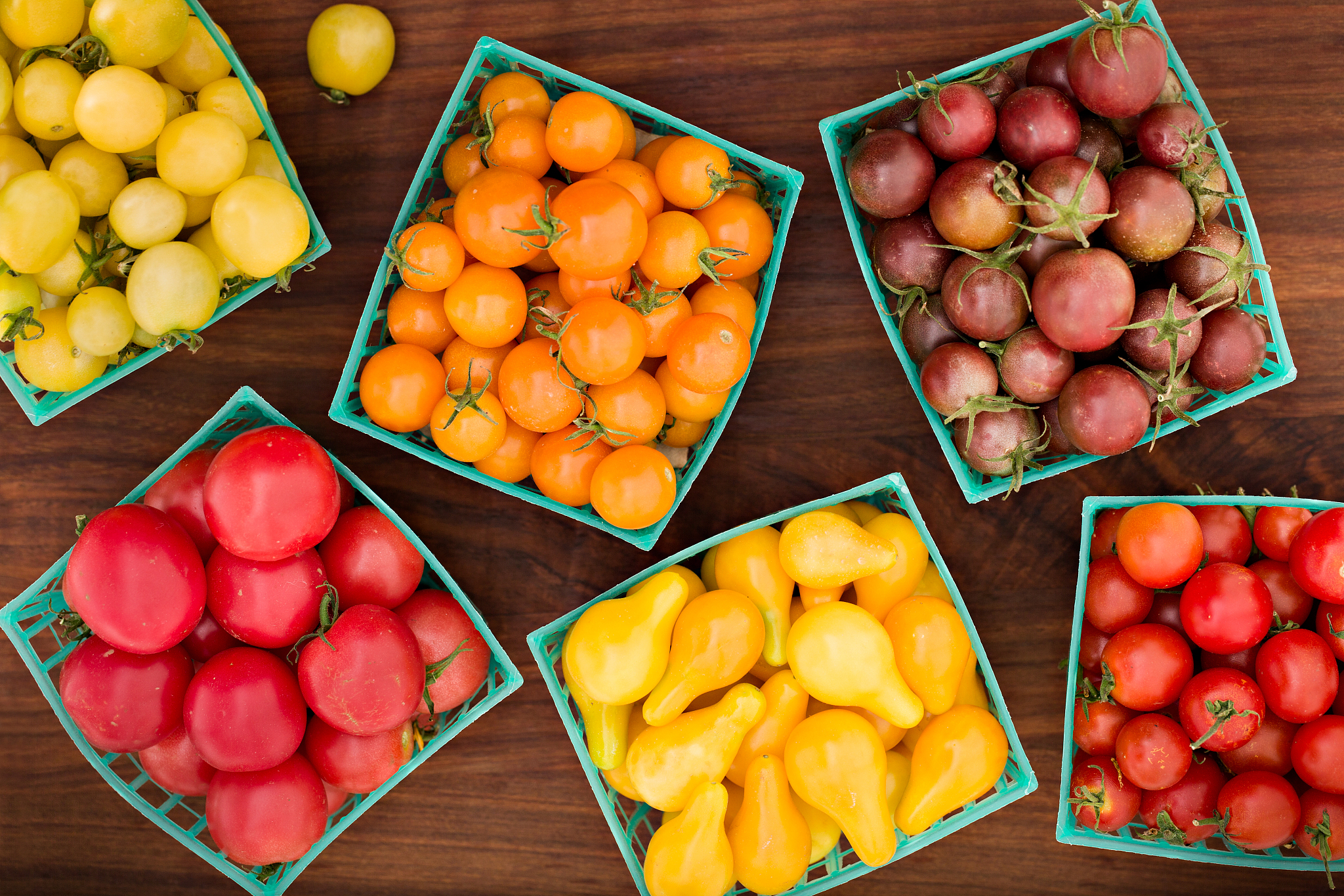 番茄遗传学分析：雄性不育、果实性状与转基因技术的应用