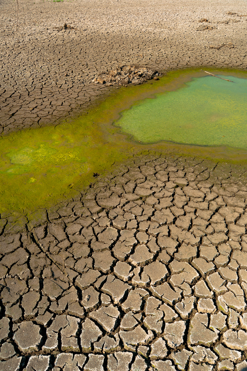 干旱加剧：水节约小麦种植面临新挑战