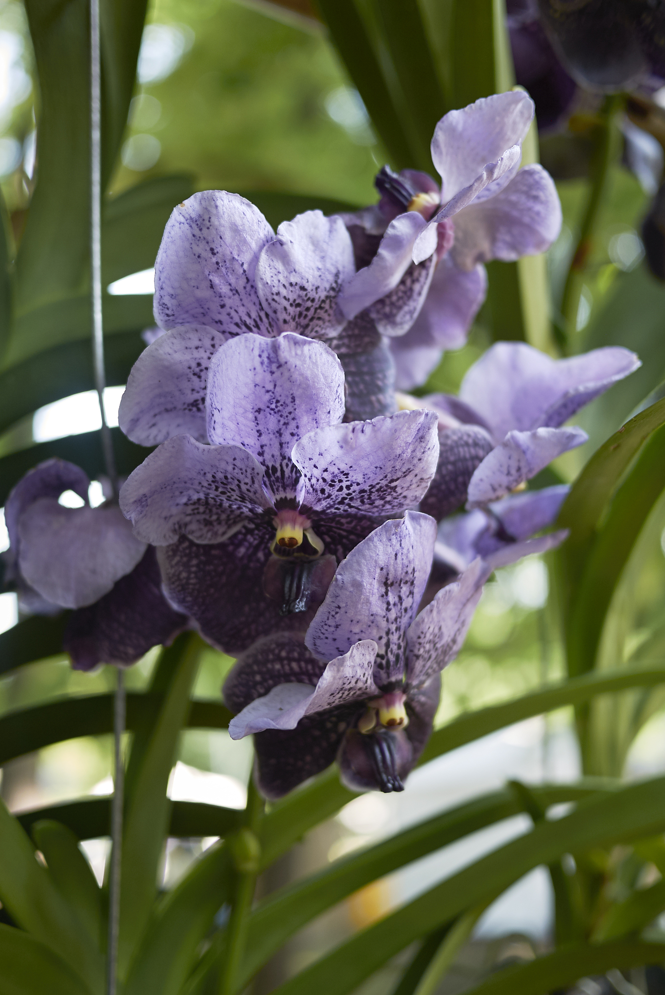 vanda orchid