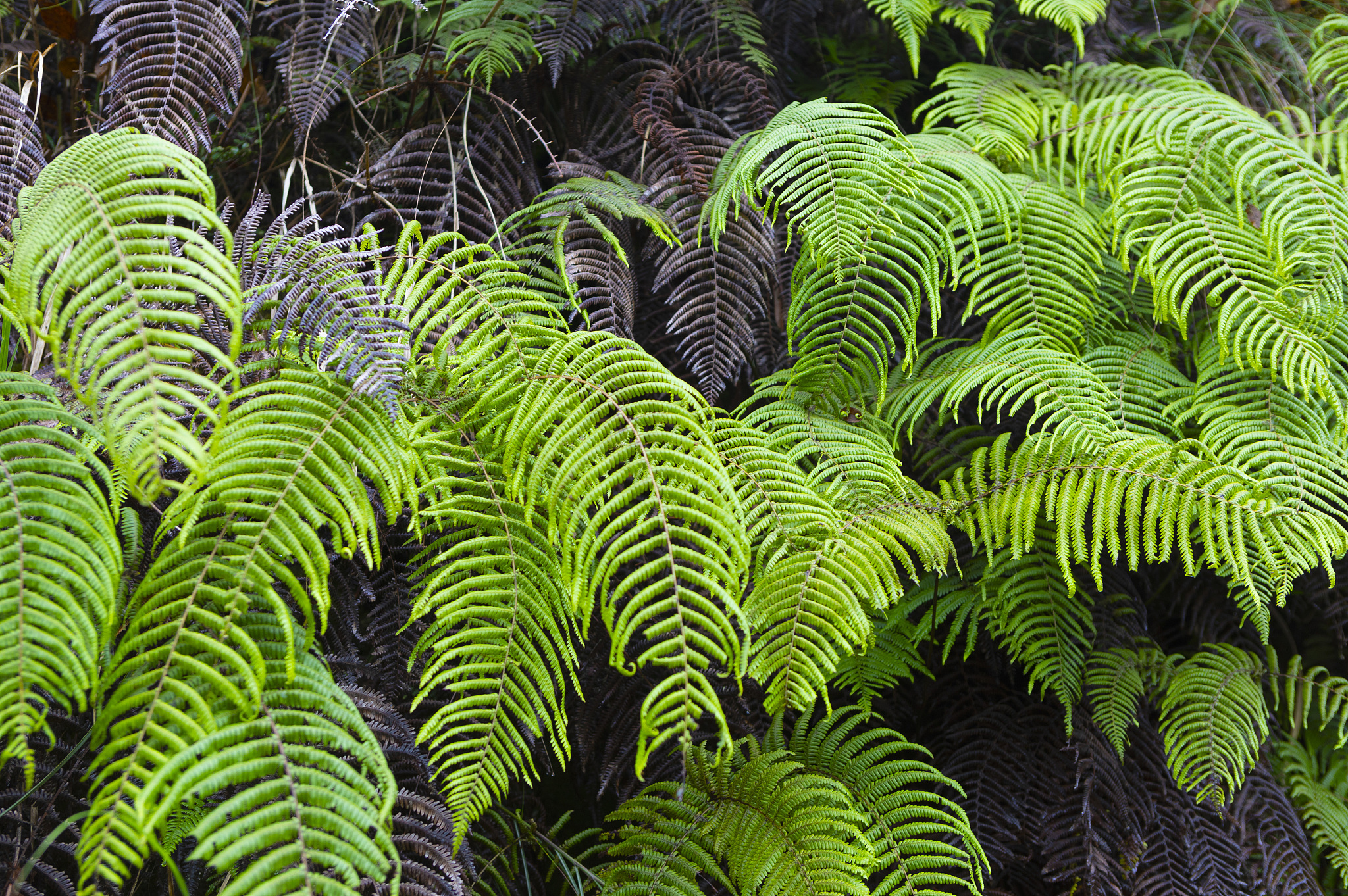 JOURNAL OF PLANT RESEARCH - 国际植物研究期刊介绍