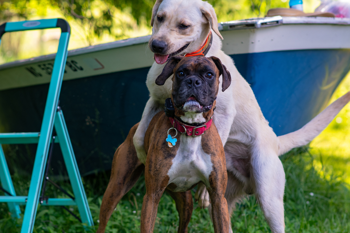 狗狗品种大揭秘：性格、需求全方位解析