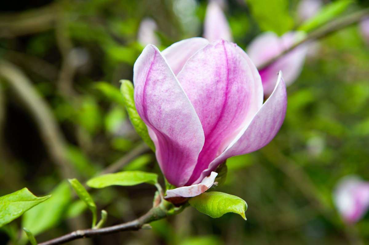 木兰科植物：原始特征解析及重要性