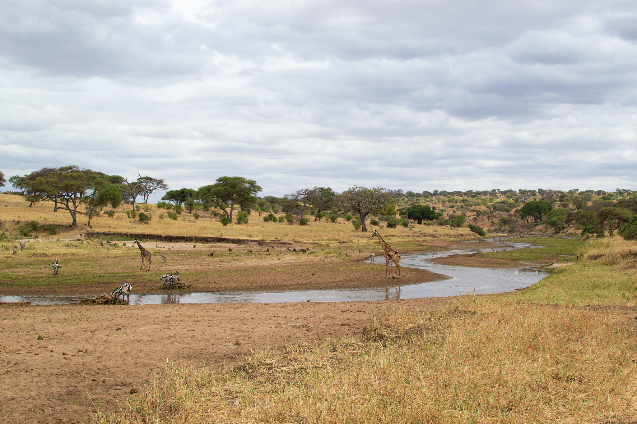 river in the yellow savanna of tarangire national park, in tanza
