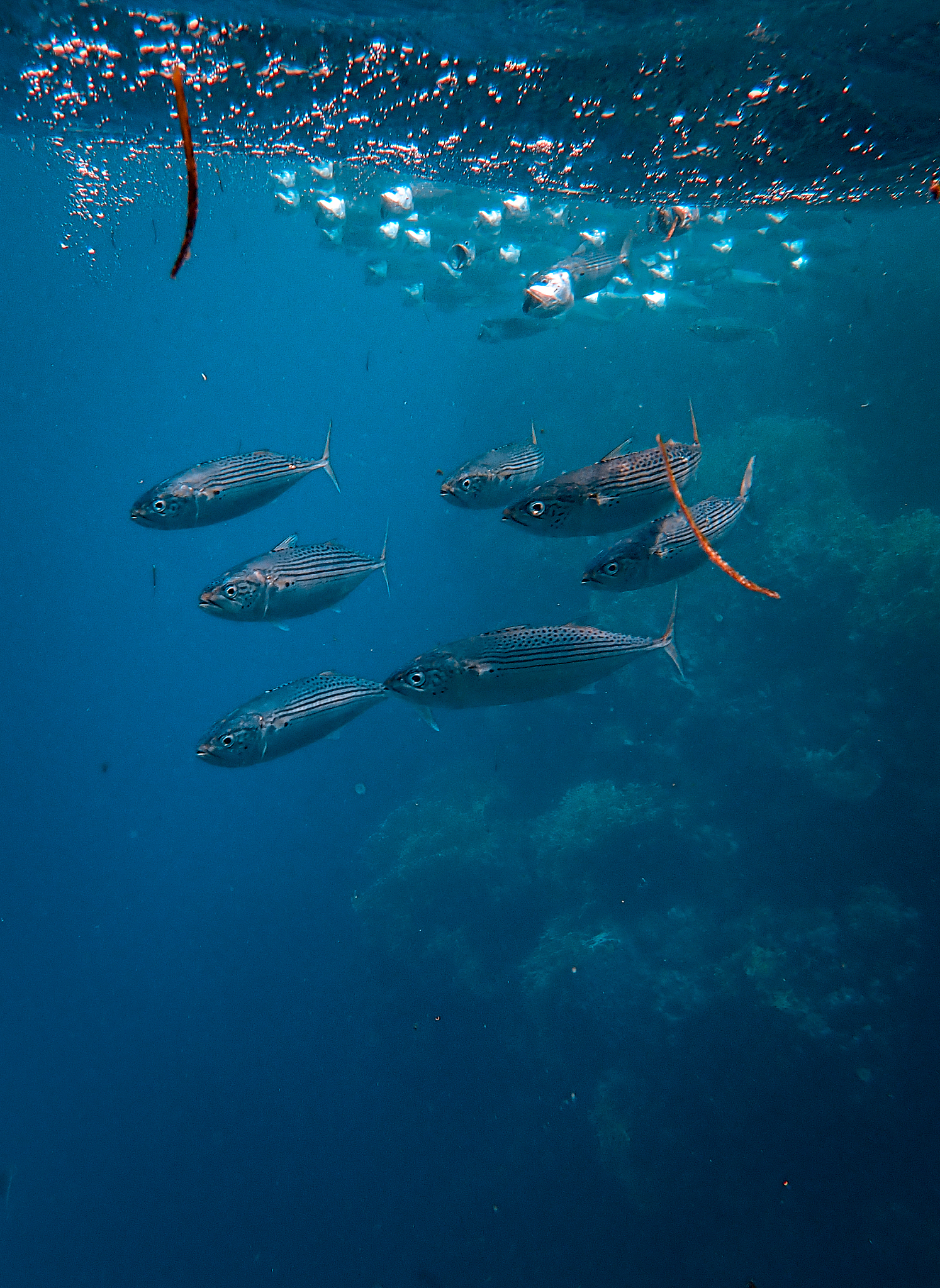 PS 深海主题作业总结：海底生物的创意展现