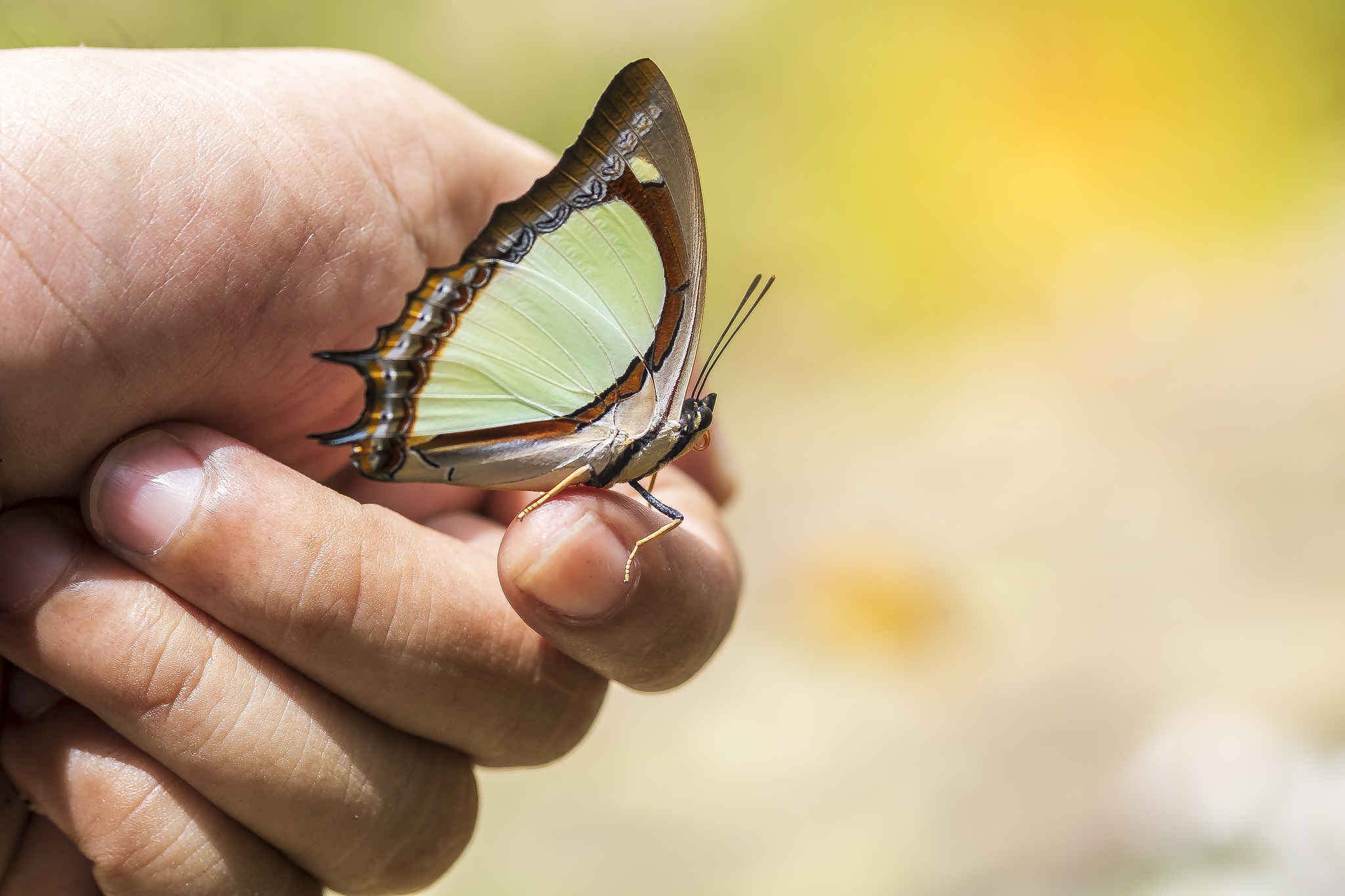 portrait of live butterflies. butterfly sitting on the finger of