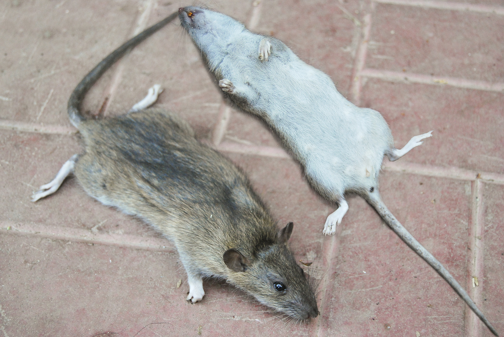 吃老鼠有什么用