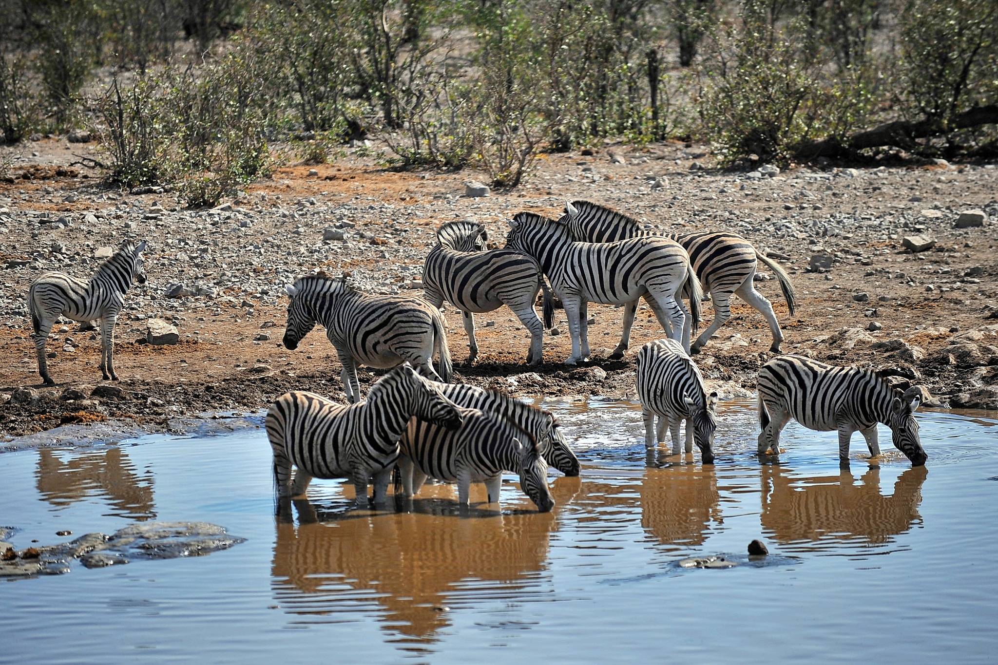 zebra wanders in the savannah in namibia.