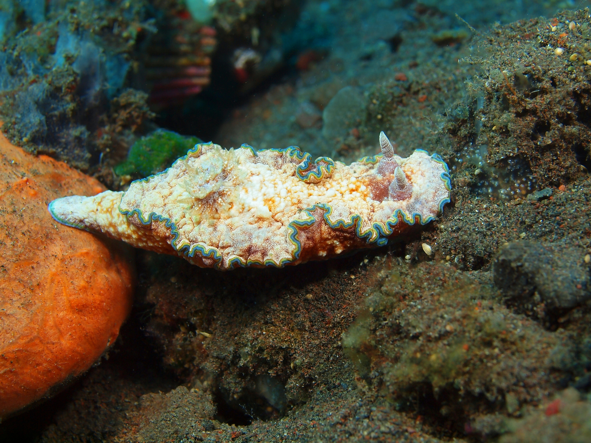 true sea slug