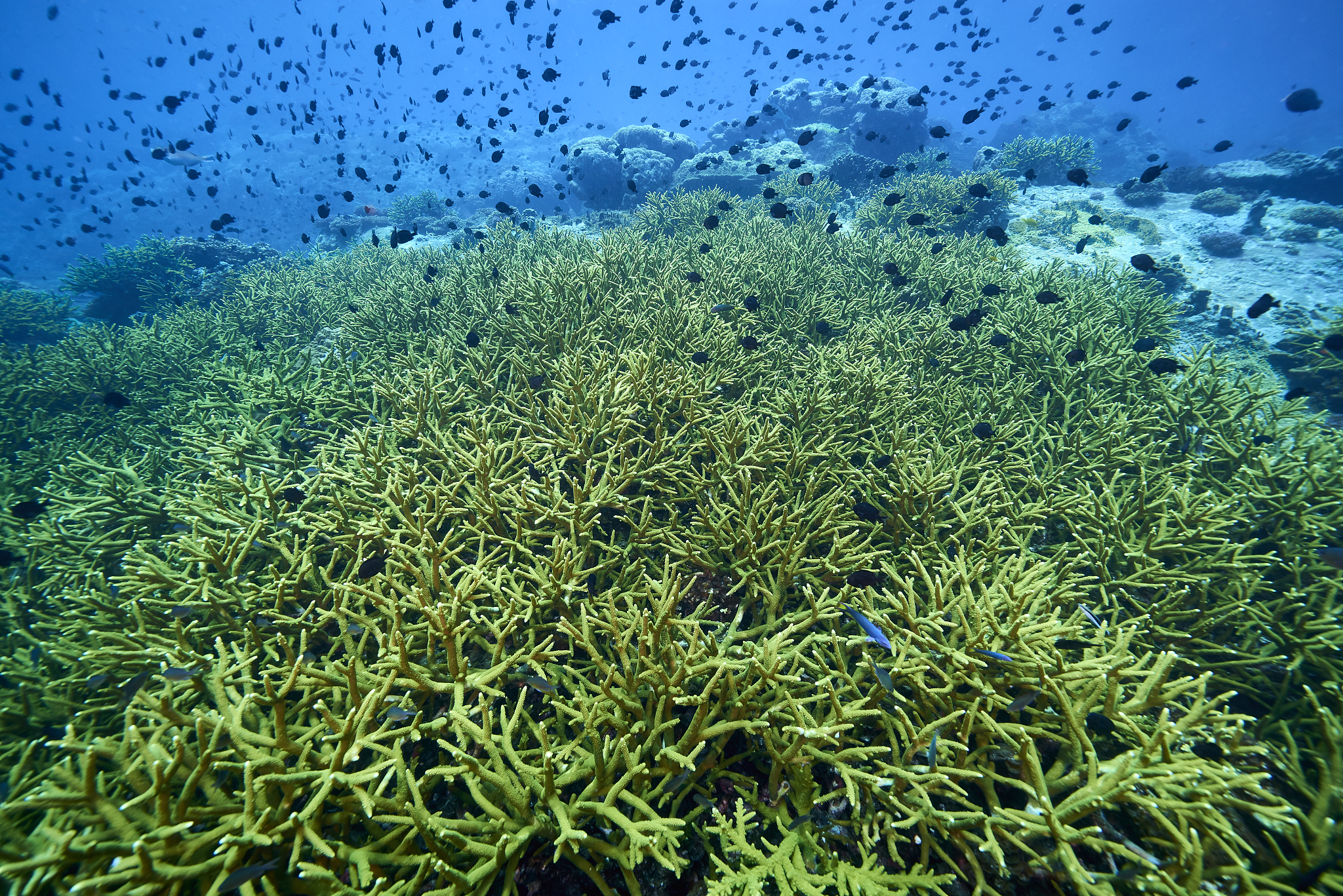 underwater
