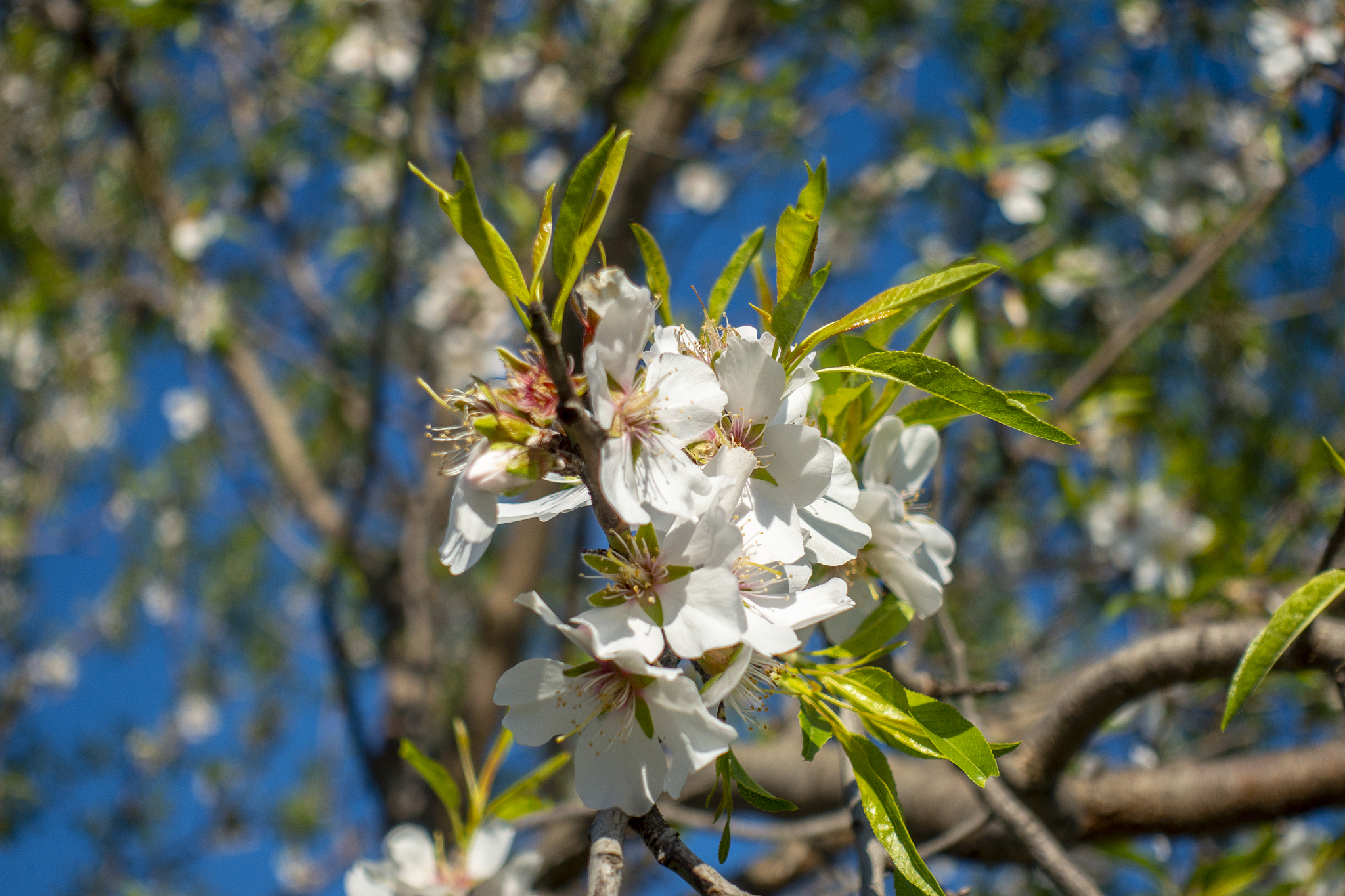 安庆职业技术学院植物保护专业怎么样