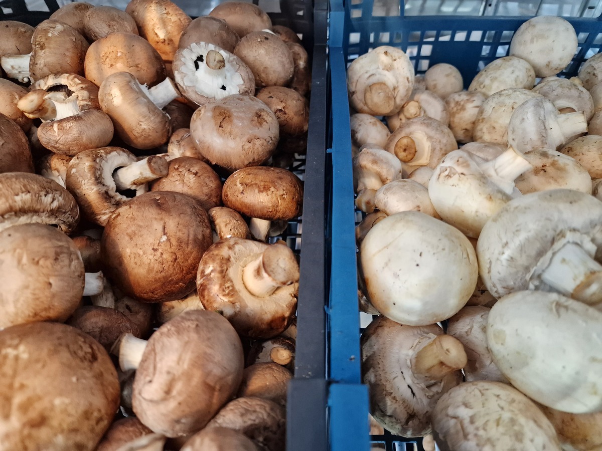 崇左市杏鲍菇的销售400字