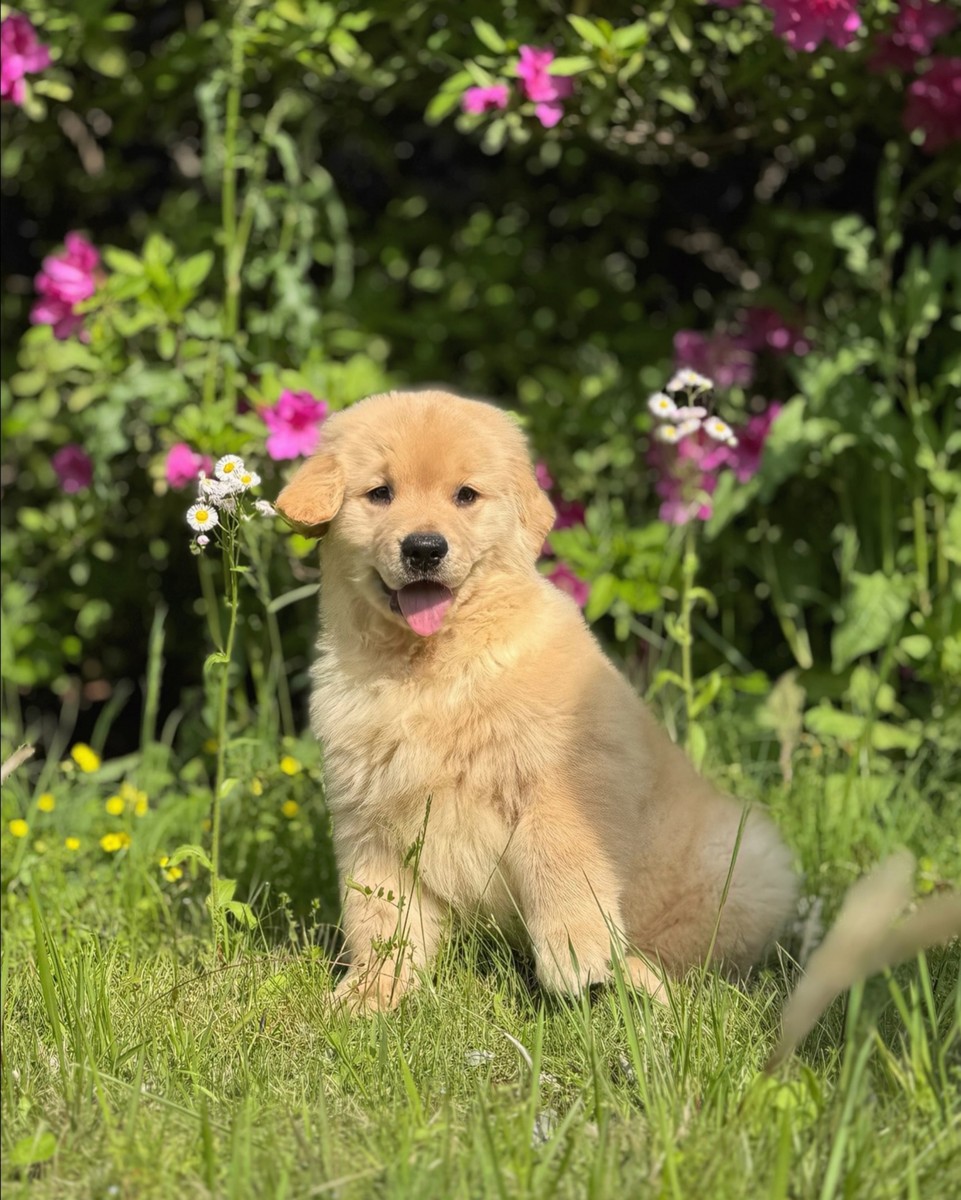 最爱的小动物：金毛犬的魅力