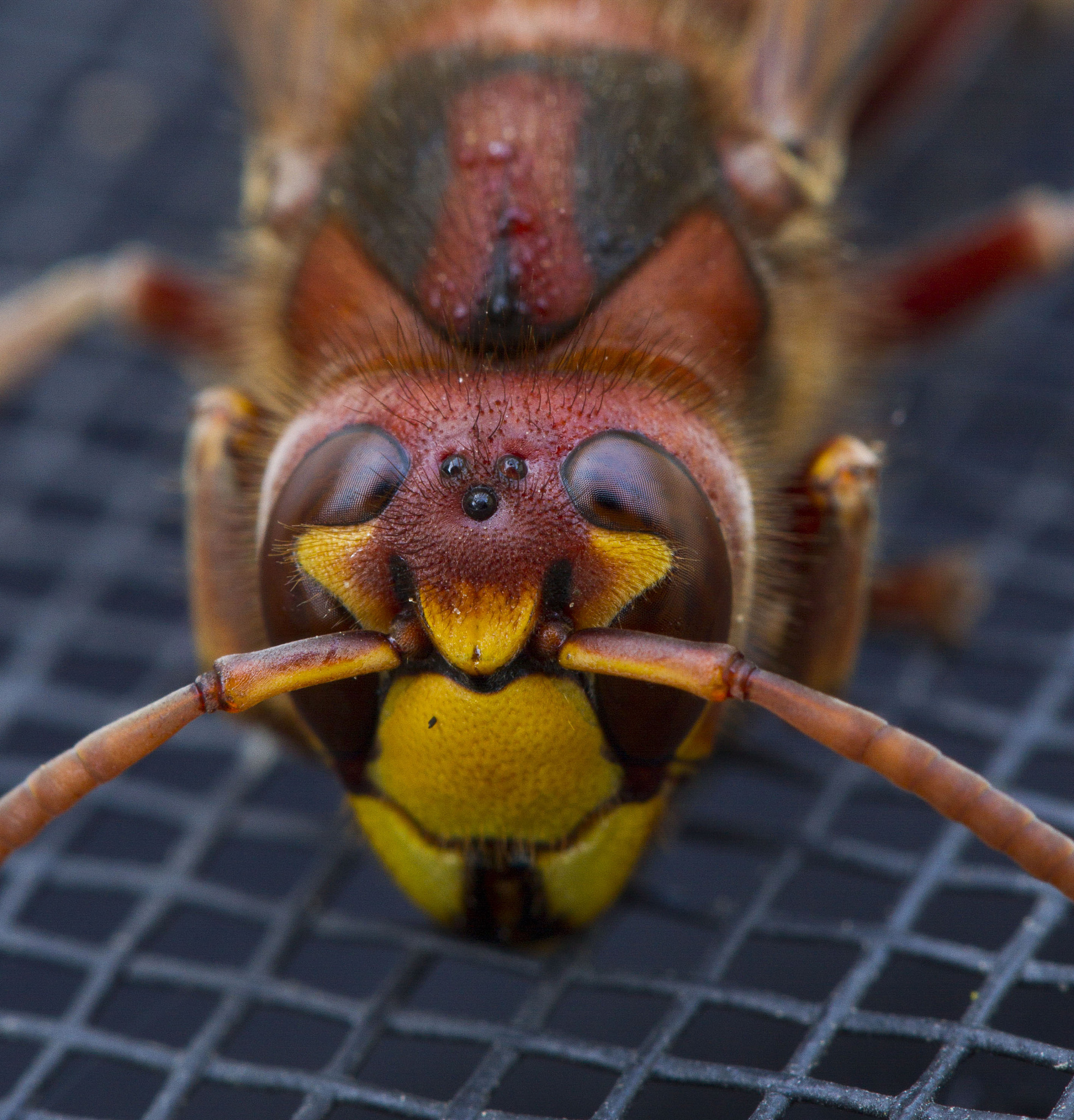 动物冷知识：你不知道的奇妙真相