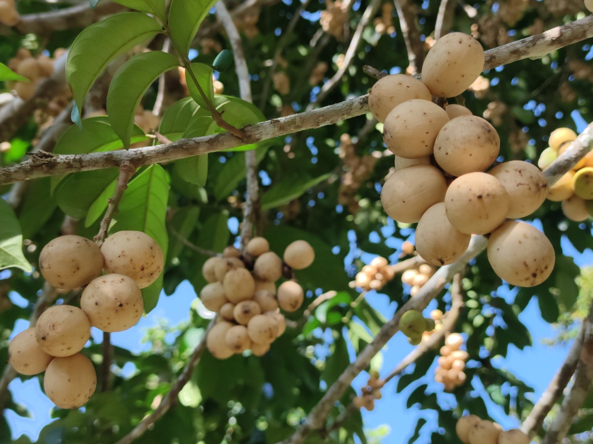 你知道吗?每天一杯桂圆红枣茶,或能收获这些好处