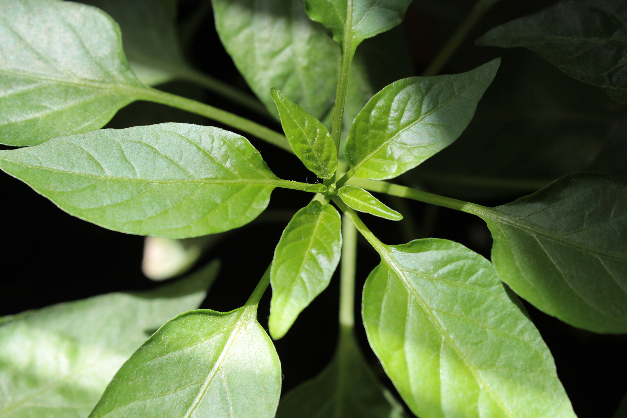 spring leaves