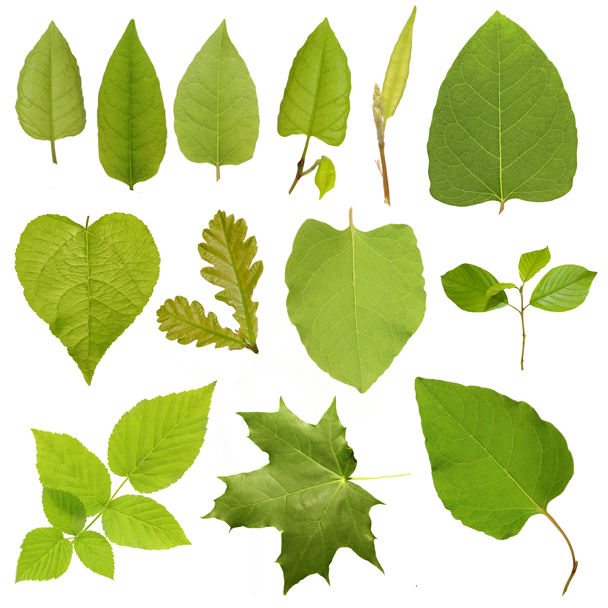 梧桐叶的单叶特点及结构解析