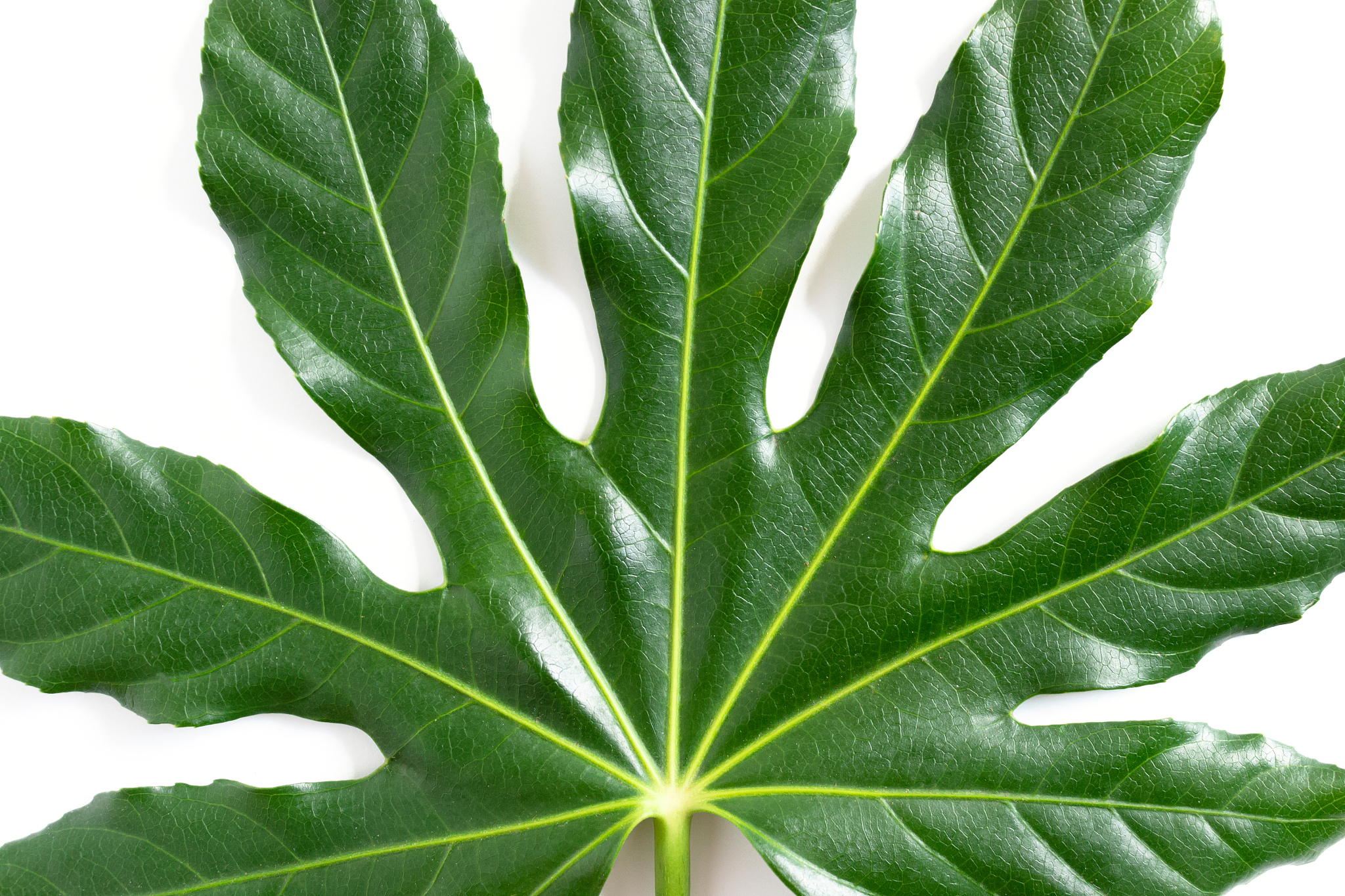 green tropical aralia leaf texture