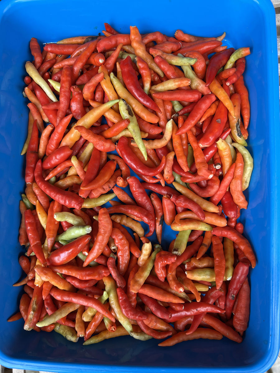 5斤10克辣椒能装多少包？