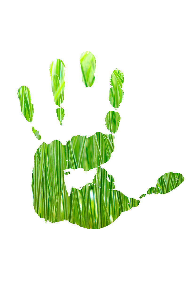 c4植物和cam植物有关的问题1 什么是C4植物和CAM植物？C4植物和CAM植物都是适应于高温和干旱环境的植物。C4植物通过一种特殊的光合作用途径来提高光合效率而CAM植物则通过在夜间吸收二氧化碳来减少水分蒸发。2 C4植物和CAM植物的光合作用机制有什么不同？C4植物的光合作用机制可以将二氧化碳转化为有机物质的过程分为两个阶段即碳循环和碳固定。在碳循环阶段C4植物将二氧化碳转化为草酸盐并将其转