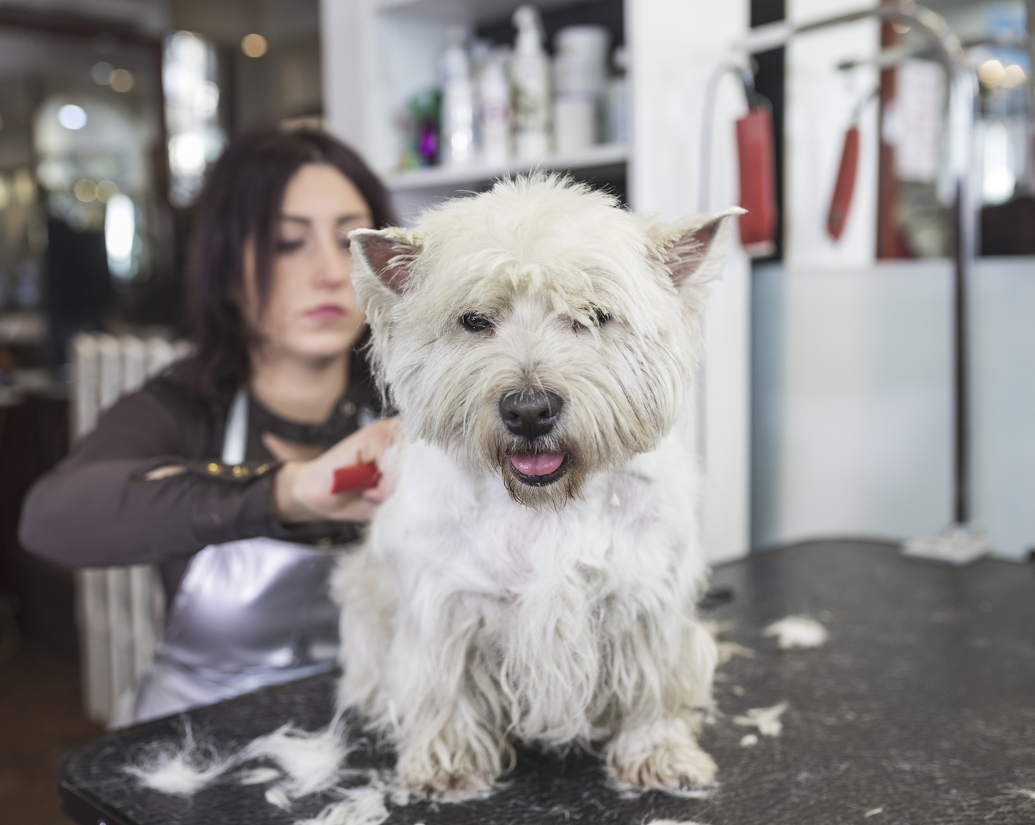 根据以下内容写出一条30字左右的短视频标题：狗狗意外死去了为了安慰孩子我应该再养只狗狗吗？