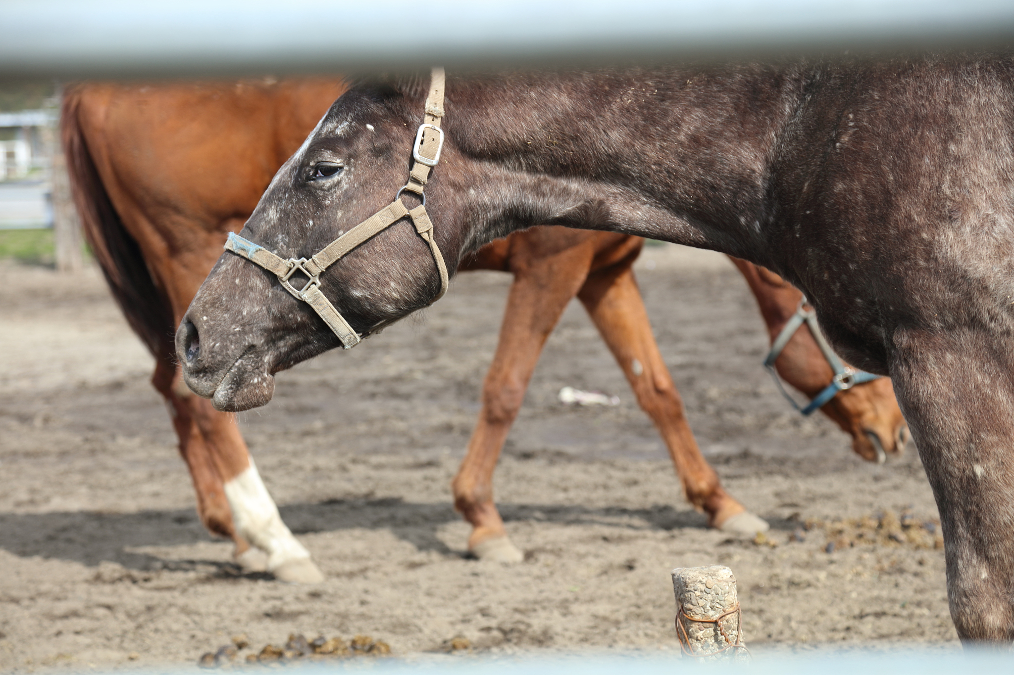 horse