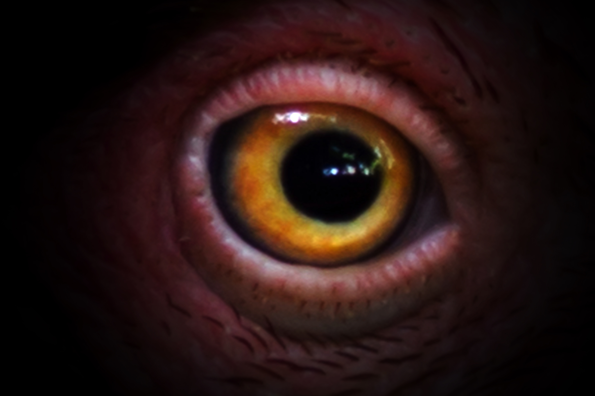 chicken's eye looking at camera