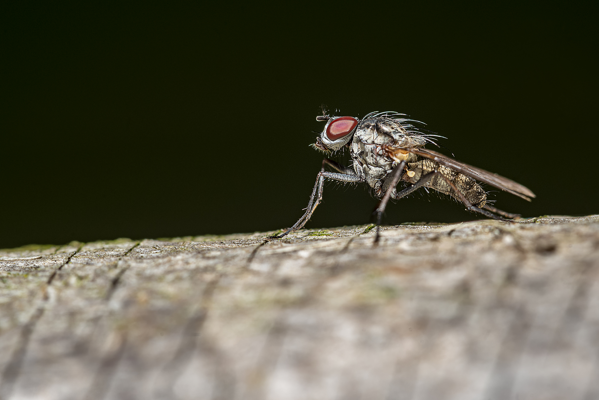 ENVIRONMENTAL ENTOMOLOGY期刊的研究范围？