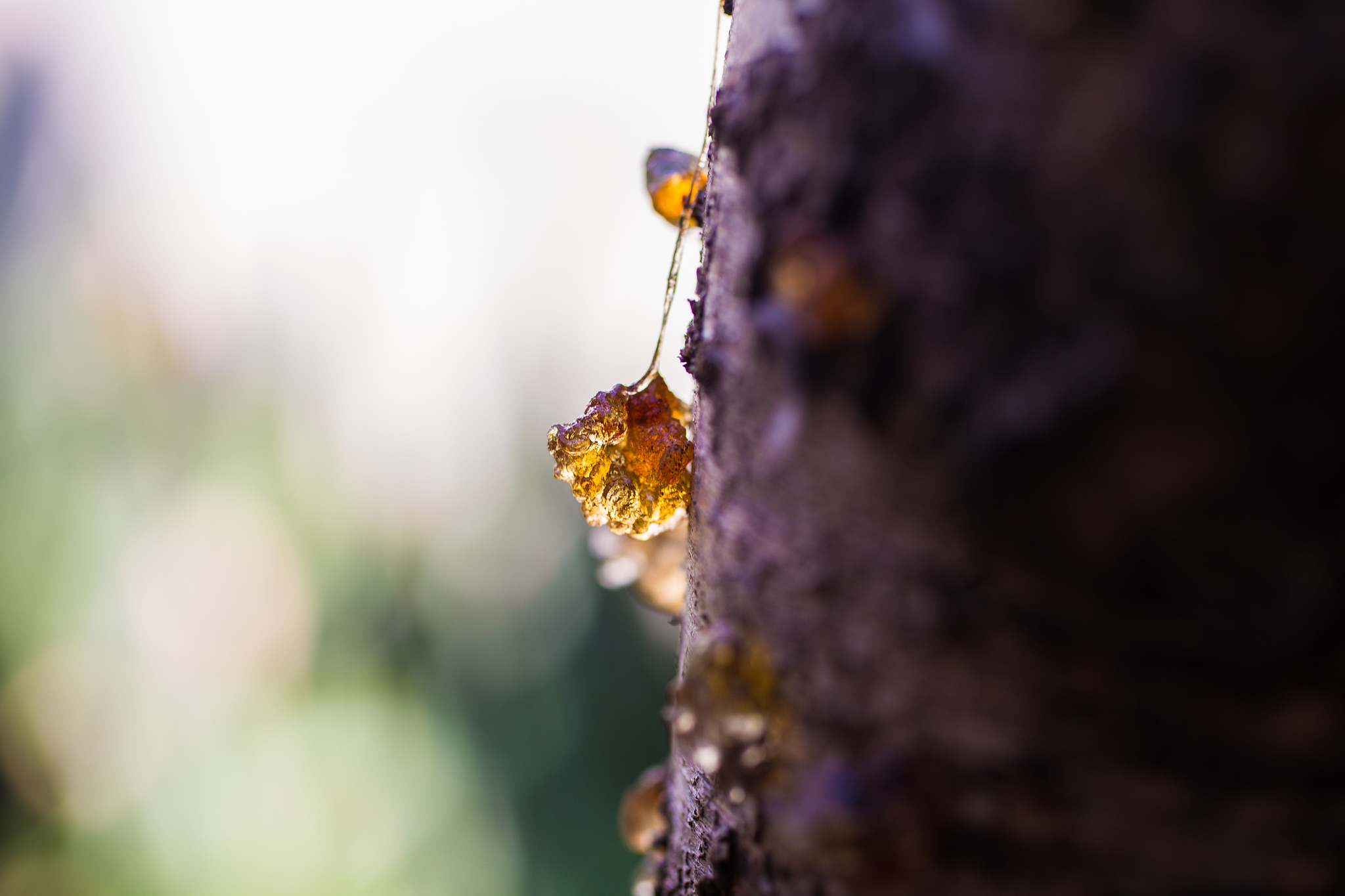 close-up of resin on tree bark