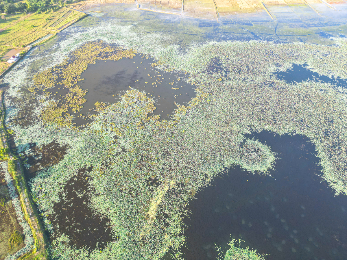 纤细裸藻与布雷毒素的关系 - 毒性分析与水质安全