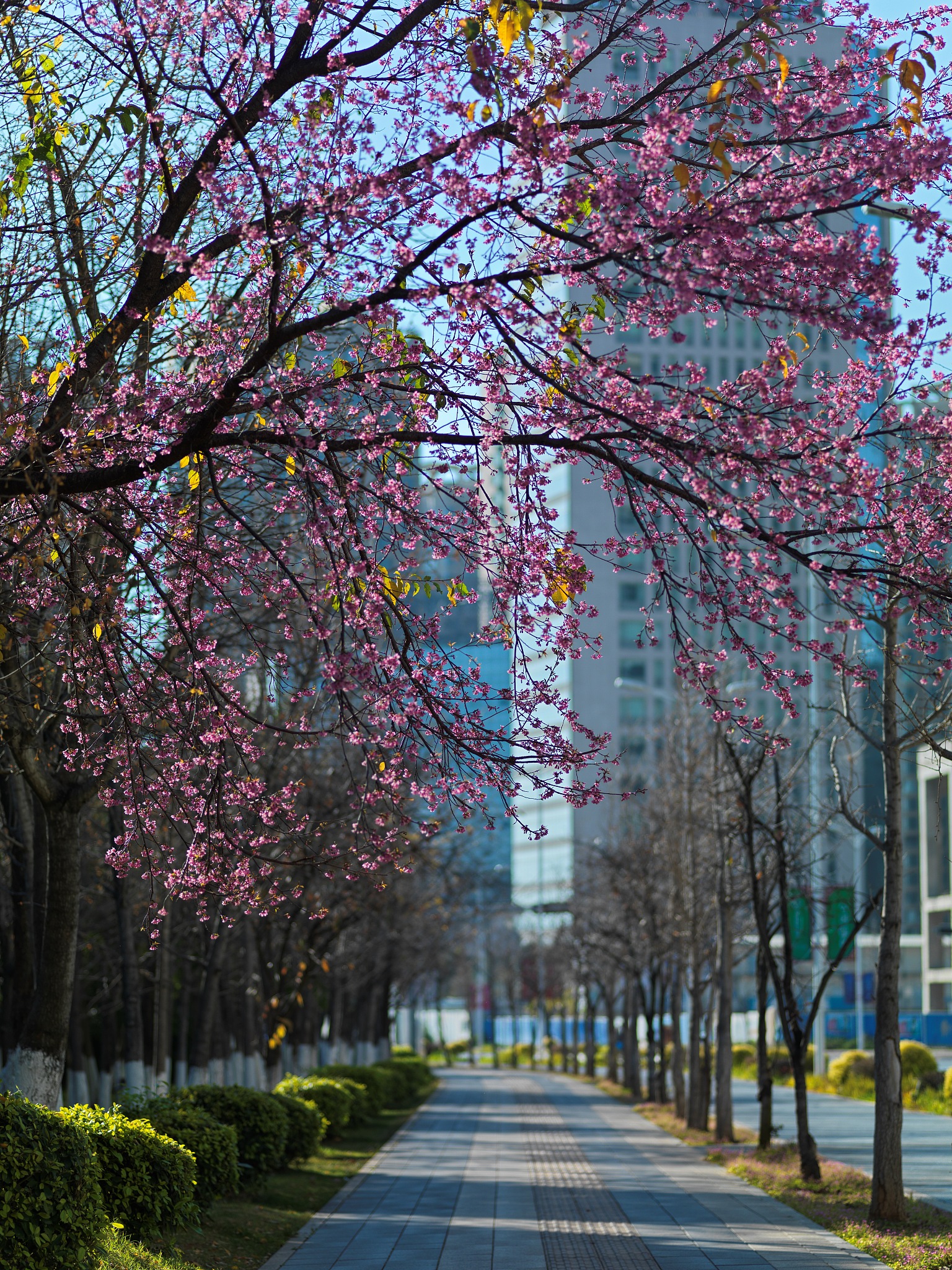 云南比较好的幼师学校有哪些及推荐