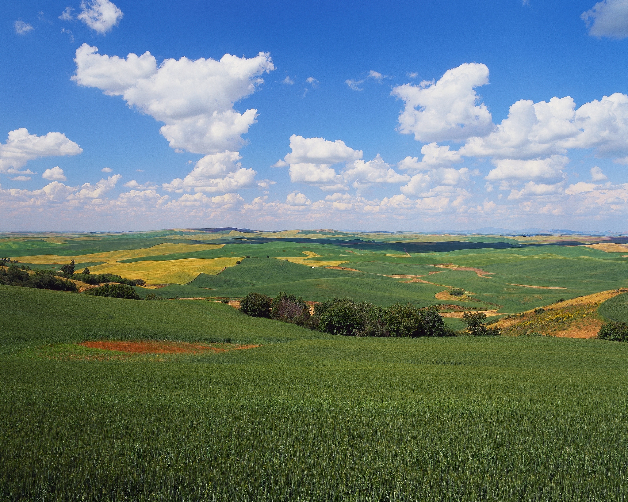 landscape of green fields