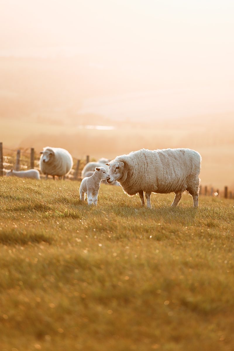 探究式教学在幼儿园主题活动中的应用与挑战