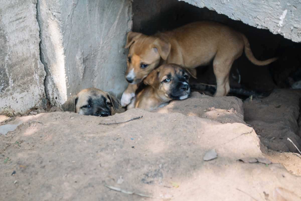我的动物朋友：一只名叫'小麦'的忠诚伙伴