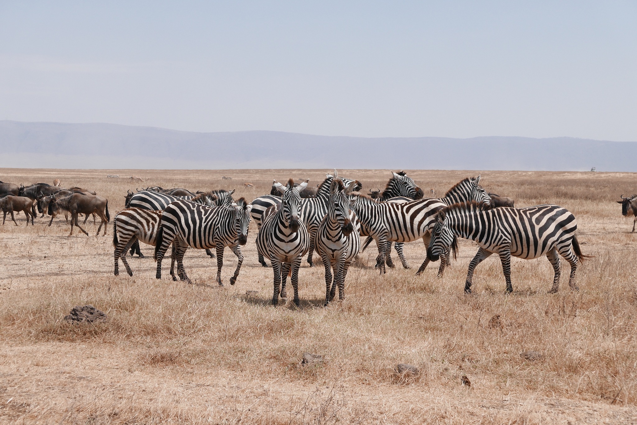 zebra herd