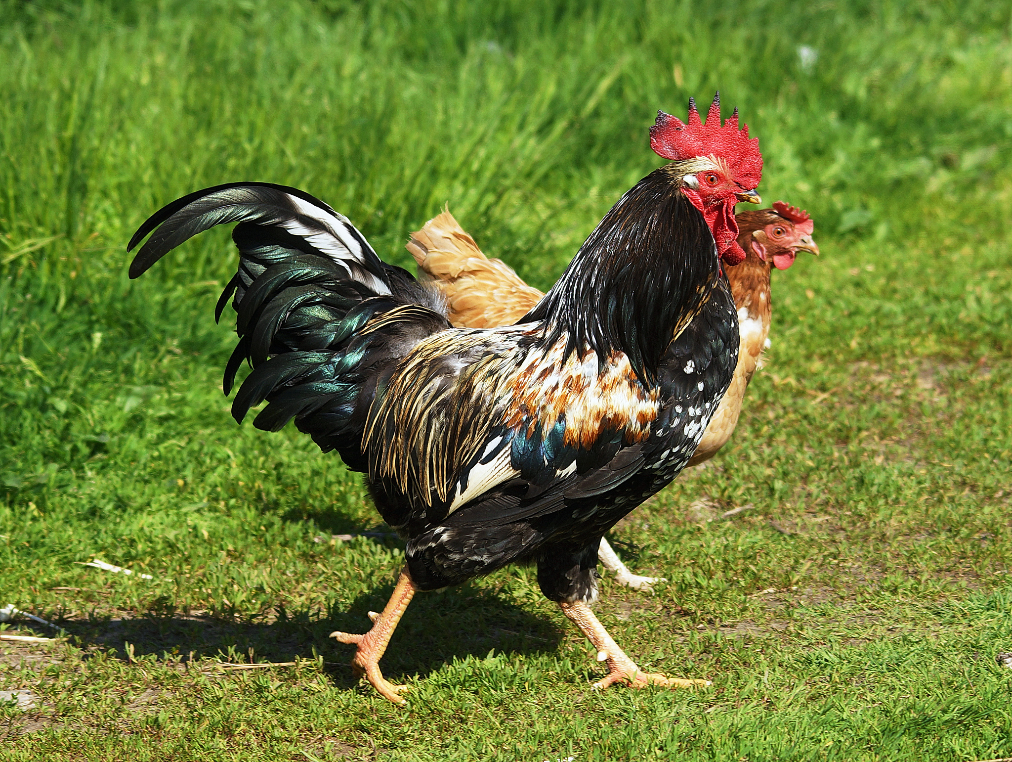 chicken