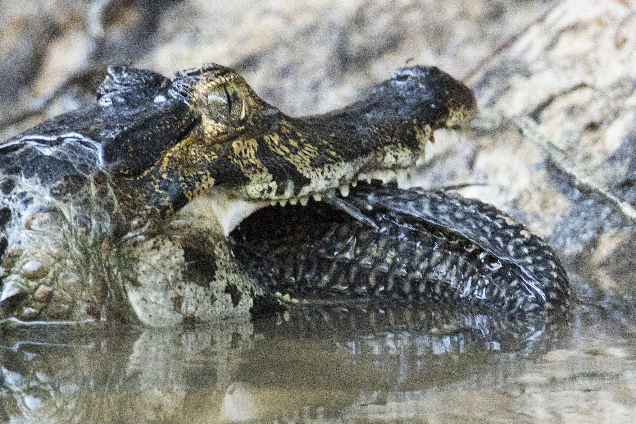 yacare caiman eating a fish close-up