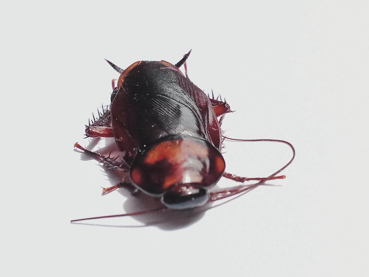 蟑螂吃蟑螂：新型灭蟑螂方法有效吗？