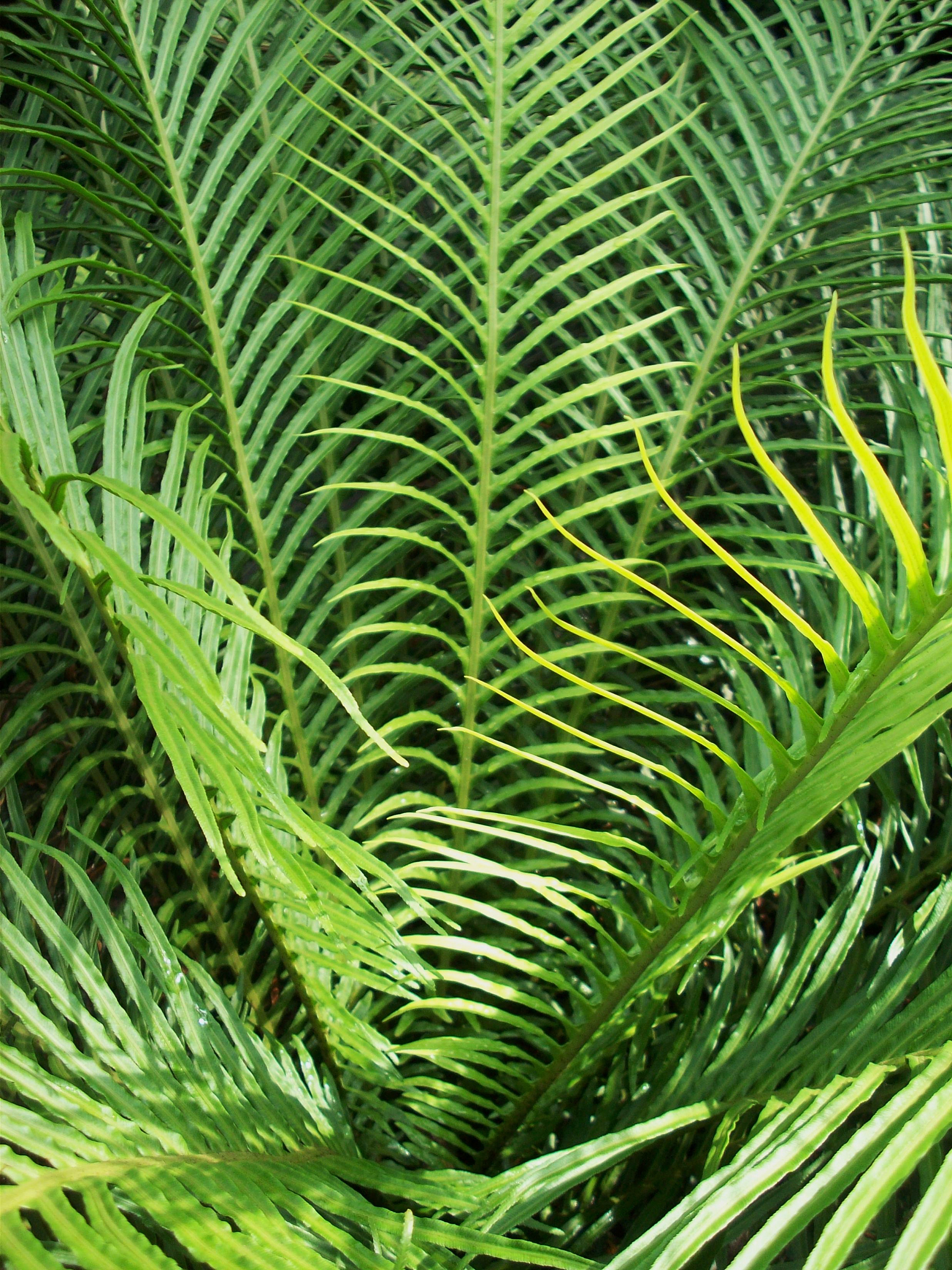苔藓植物和蕨类植物的区别：细胞、结构、繁殖、环境和形态