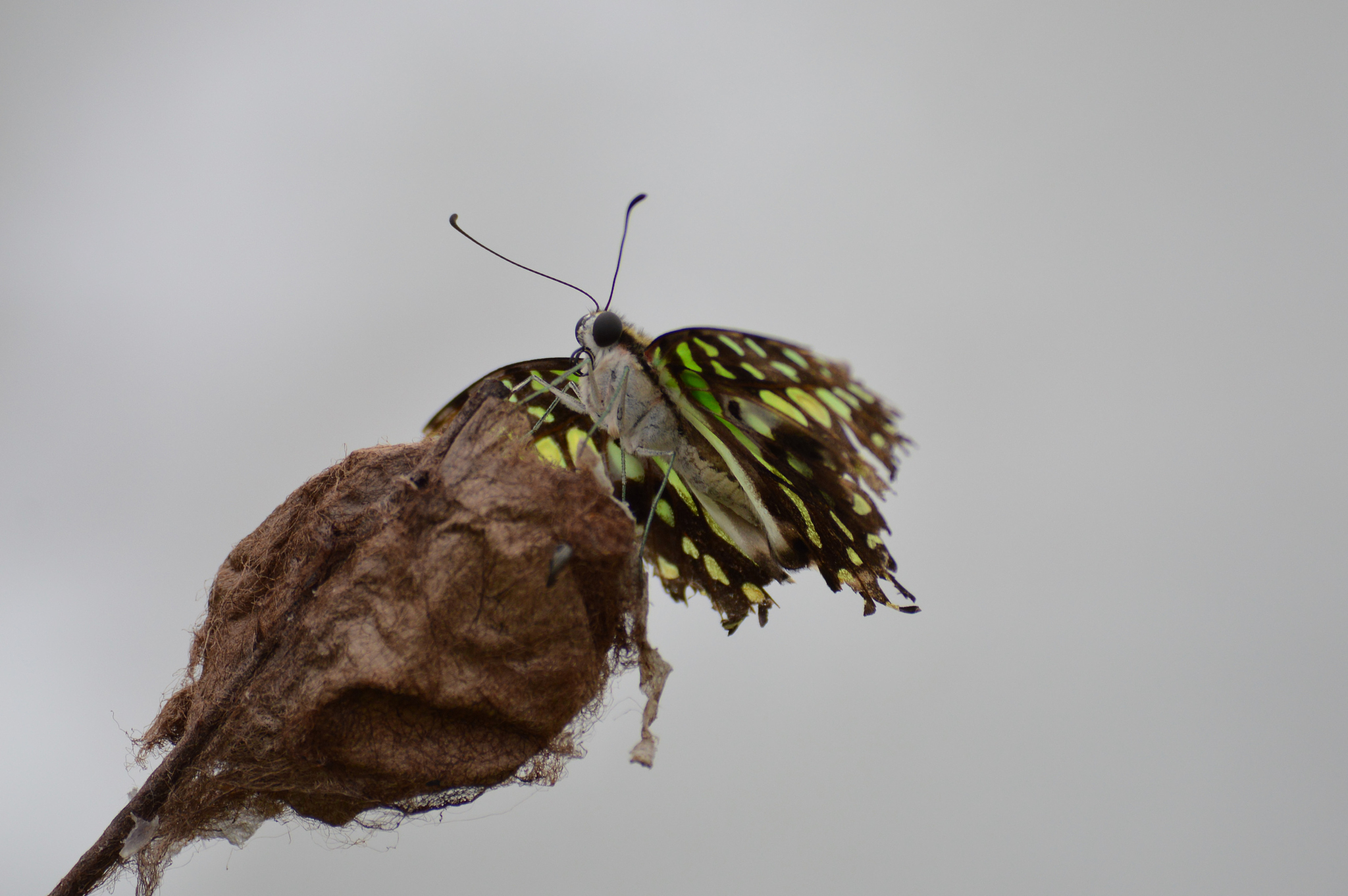 butterfly in the garden