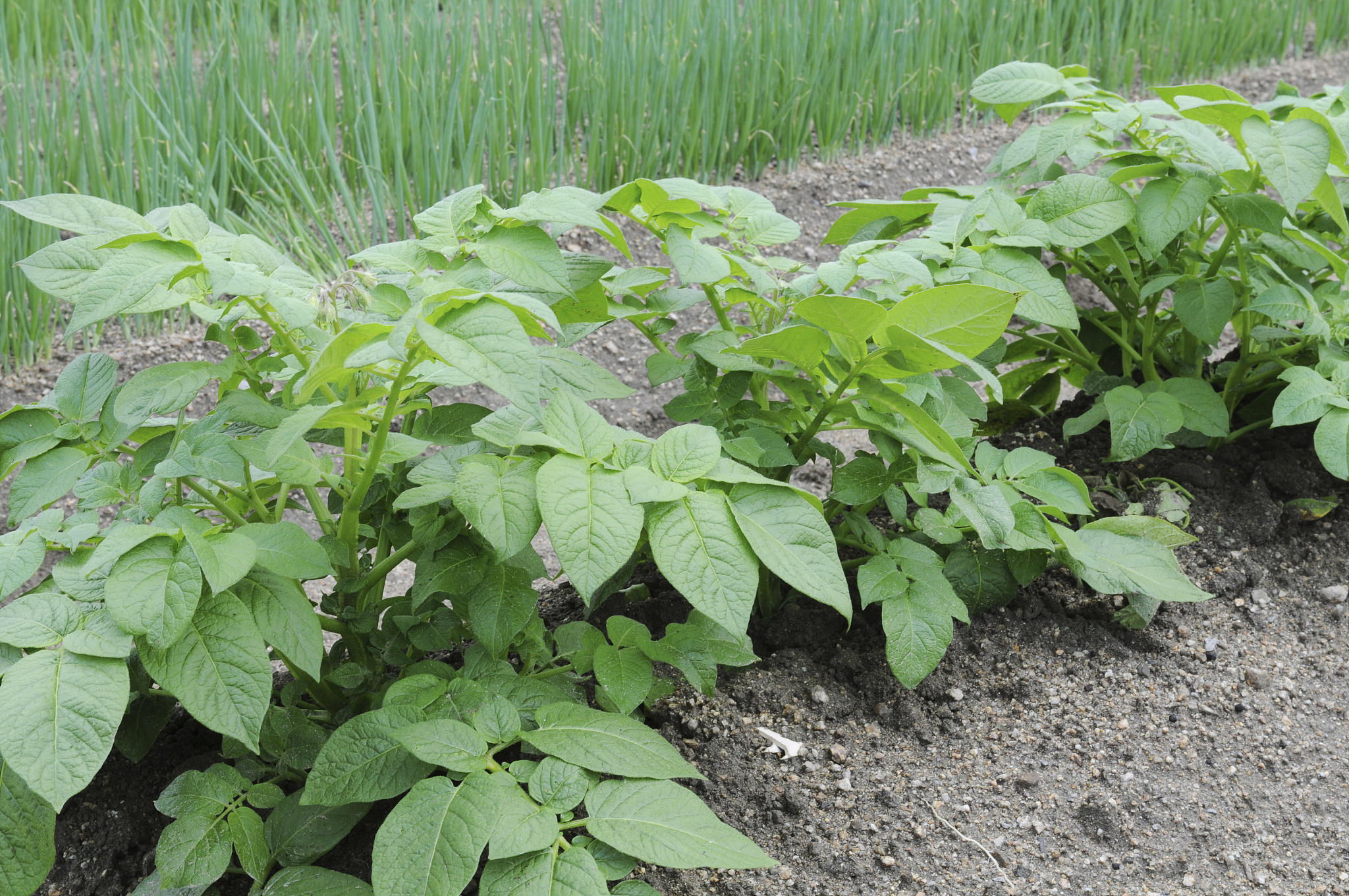 potato farm, hyogo prefecture, honshu, japan