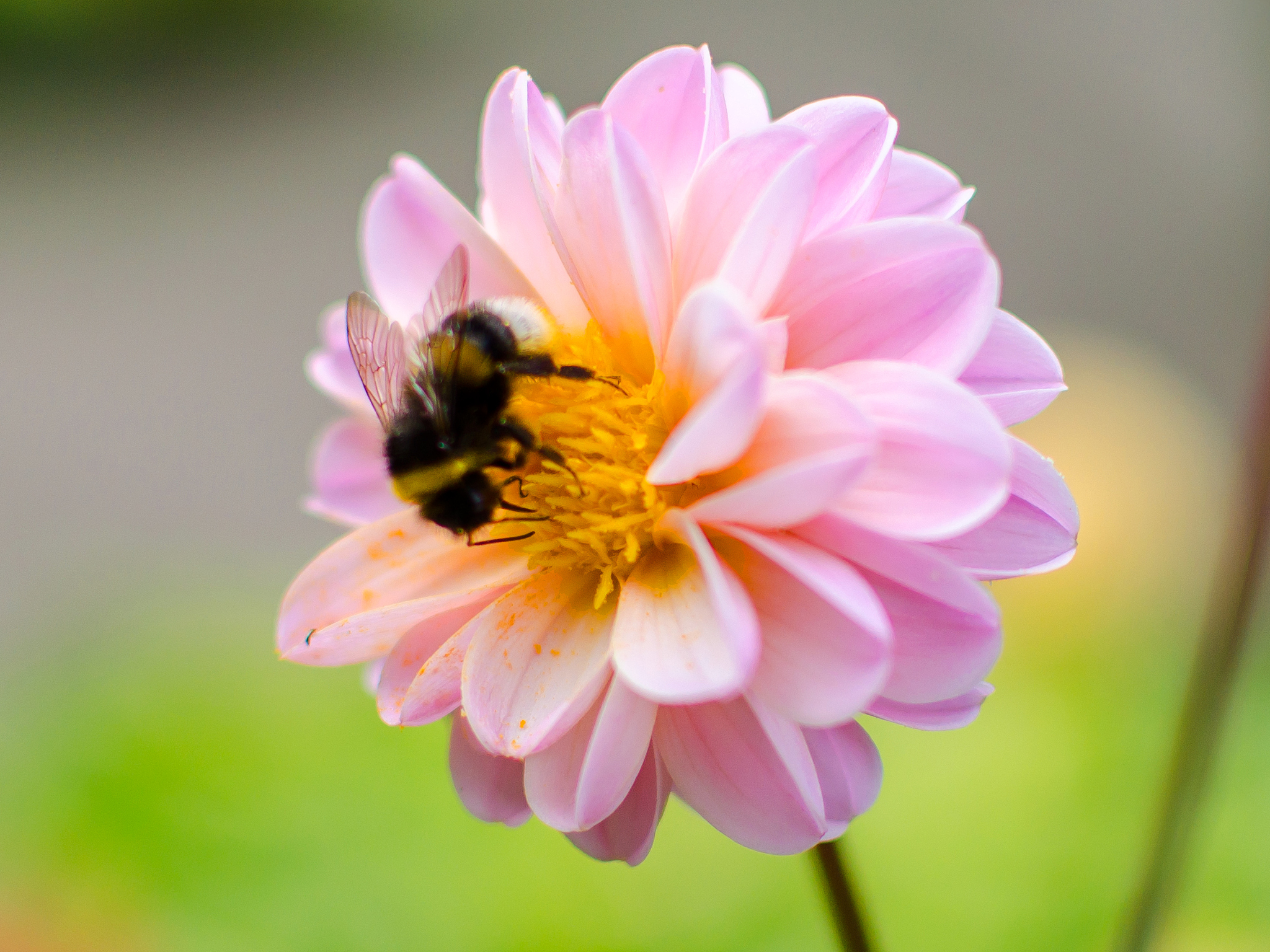 花儿绽放怎么扩句