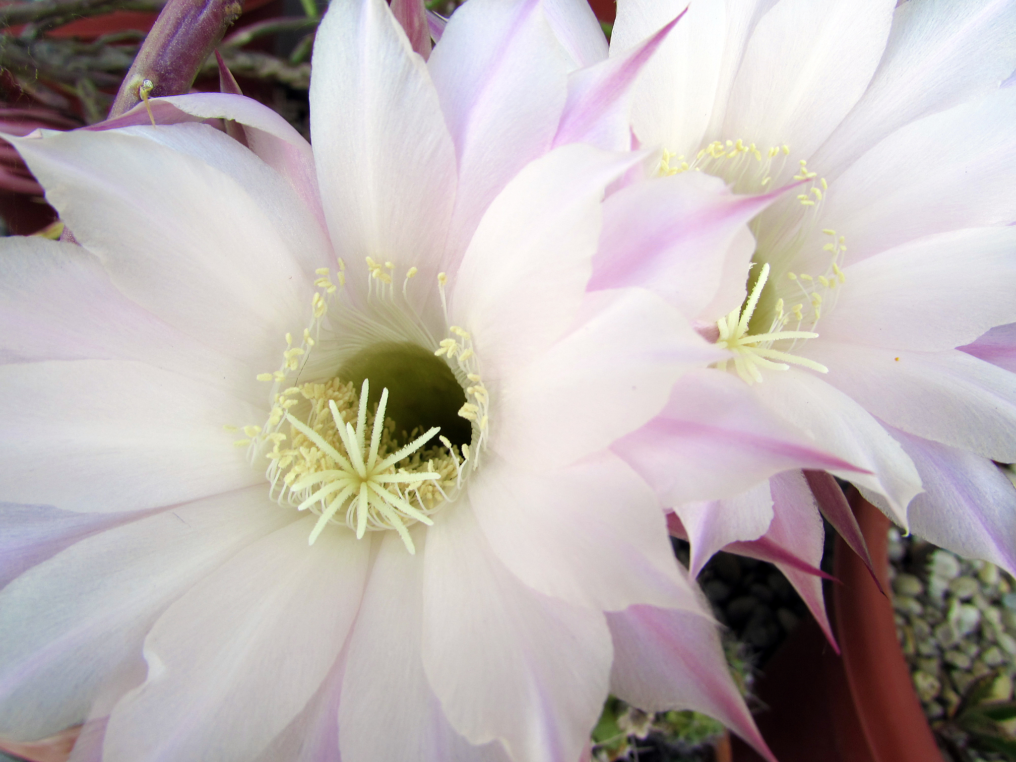 orchid cactus