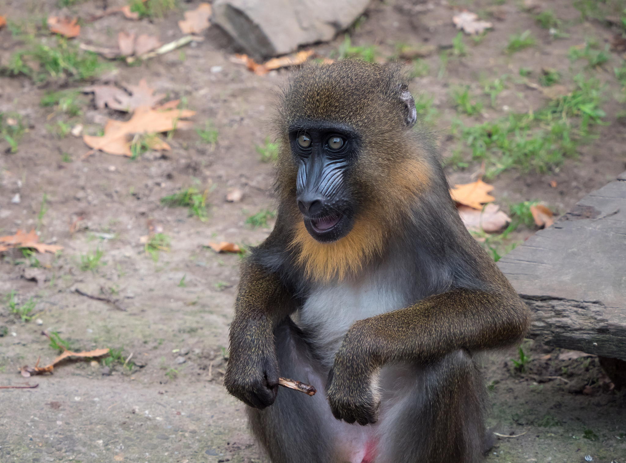 portrait of a young mandrill monkey