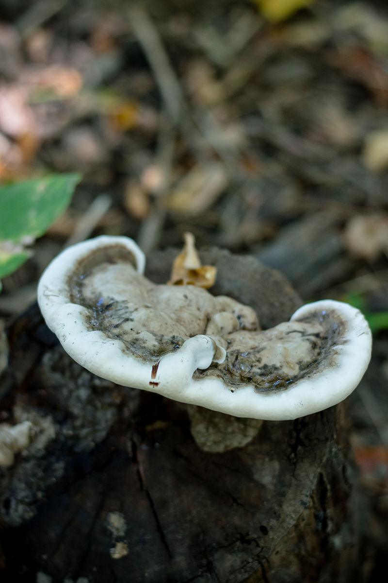 灵芝的来源：野生与人工种植
