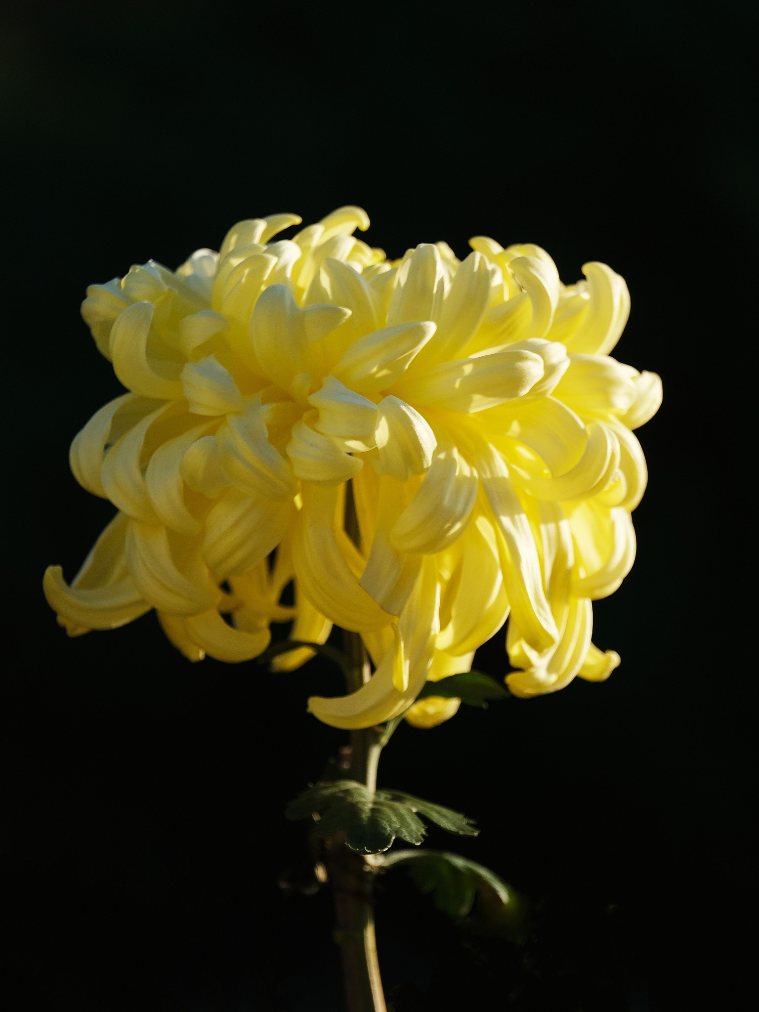 菊花：高洁、坚韧，人生的启迪